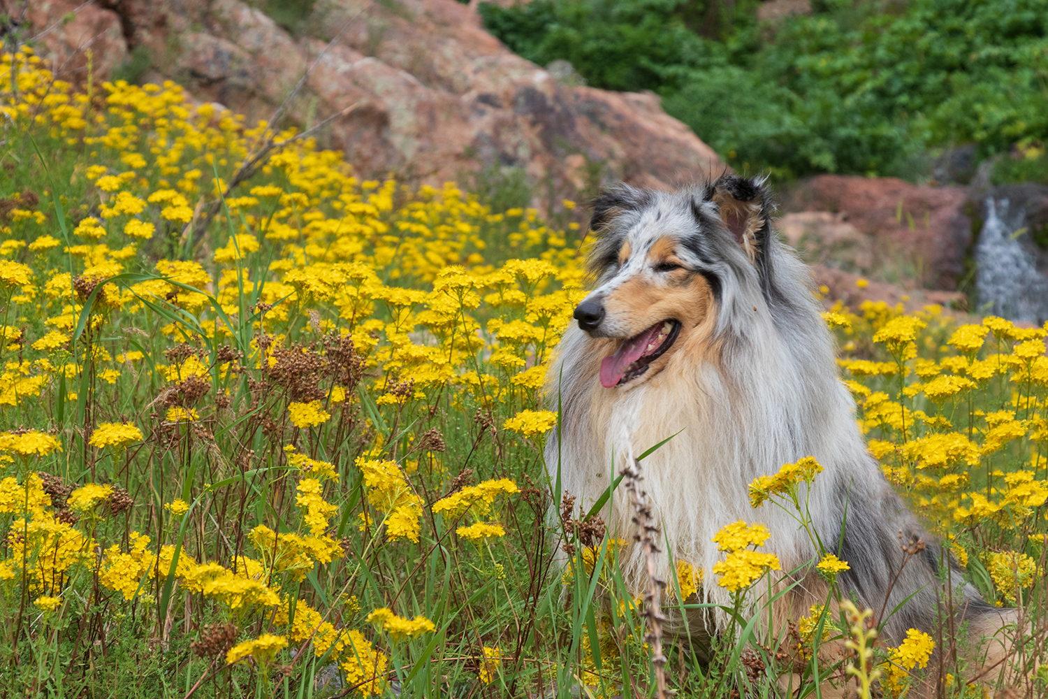 Collie dog in field of yellow flowers