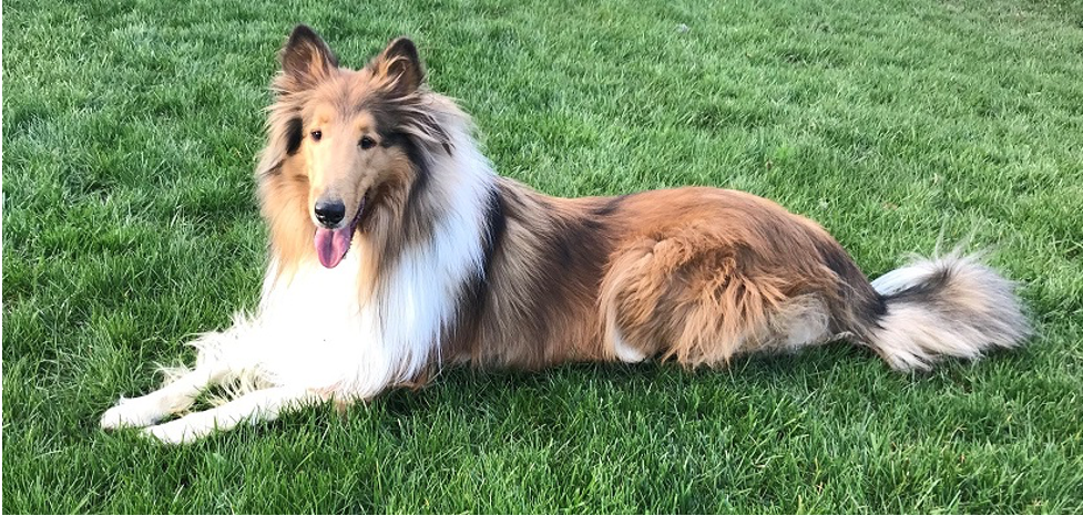 Rhett, a dog, laying in grass