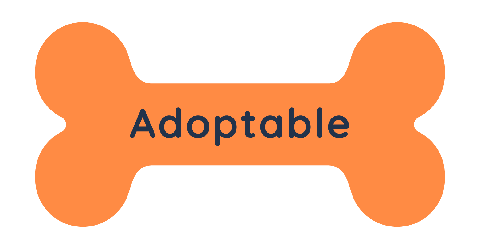 Dog Status - Adoptable