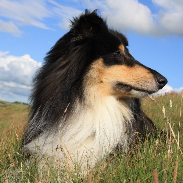 Collie in sunny field