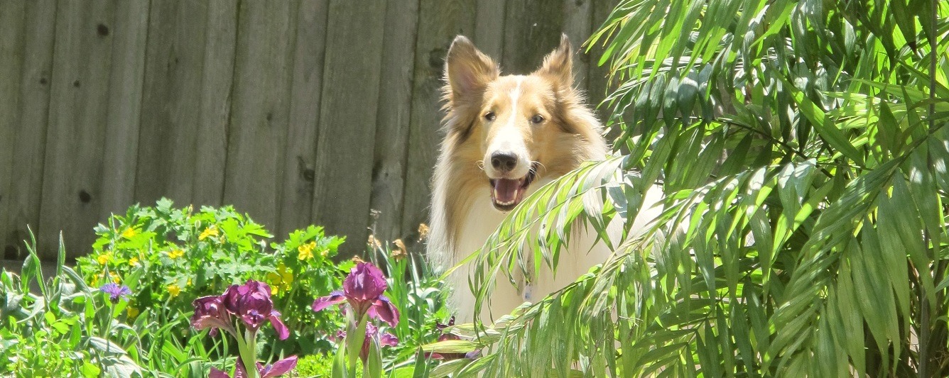 Collie dog in tall grass