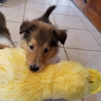 Collie puppy carrying plush toy in mouth
