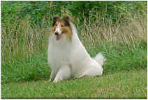 Sable-Headed white rough coat collie
