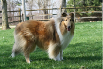 Sable and white rough coat collie