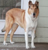Sable and white smooth coat collie