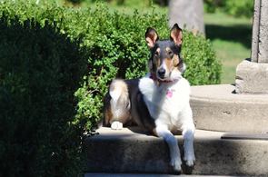Smooth coat collie sitting
