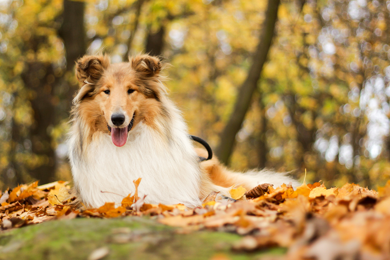 Collie dog laying in leaf pile