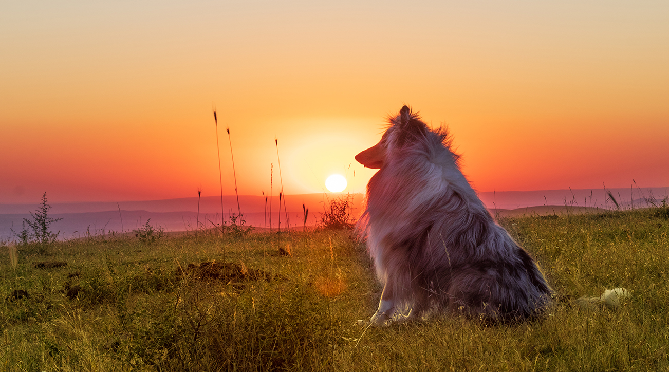 Collie dog facing sunset
