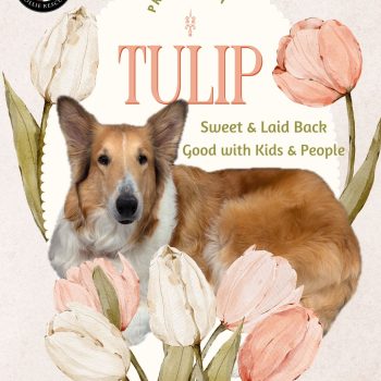 _Tulip Flyer (1)