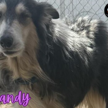 Brandy 2025 forWeb