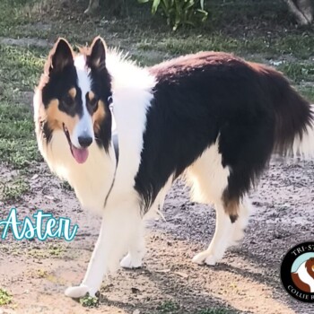 Aster2025