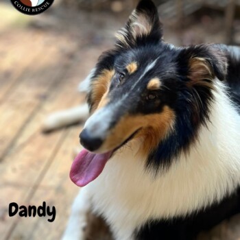 Dandy2025forWeb