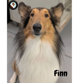 Finn2025forWeb