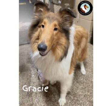 Gracie2025forWeb