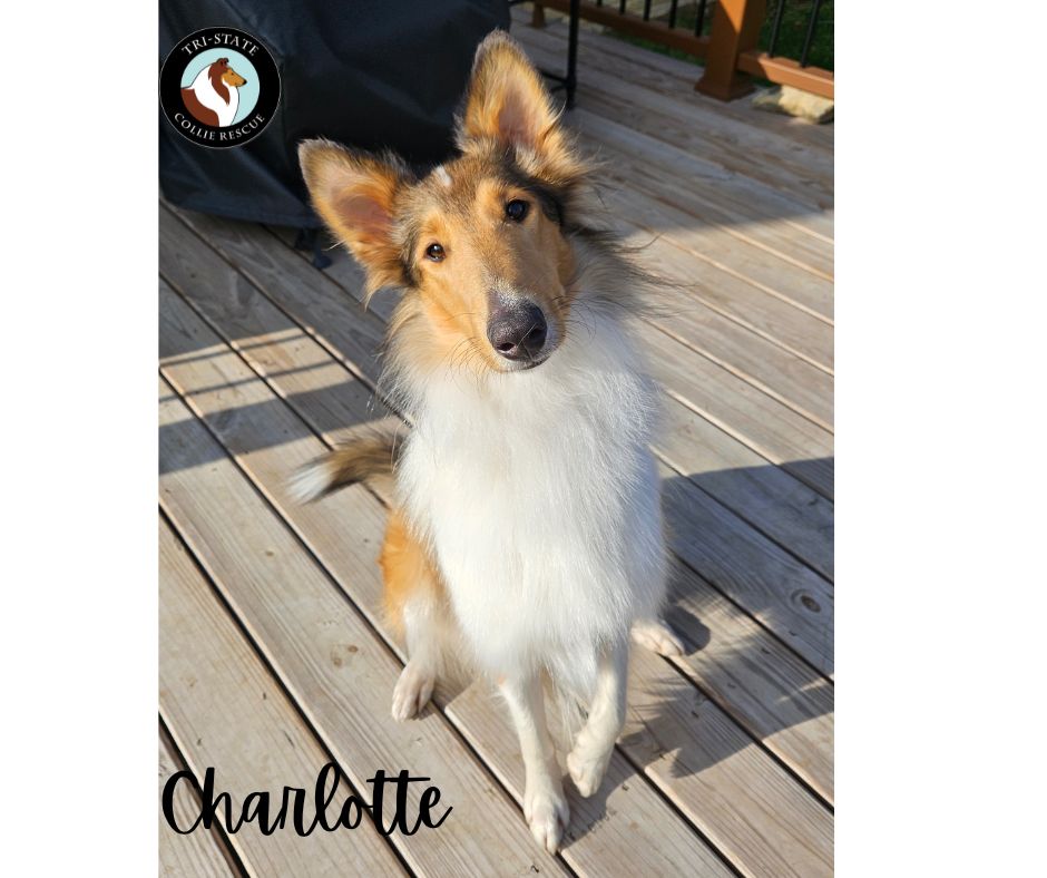 Charlotte2025forWeb