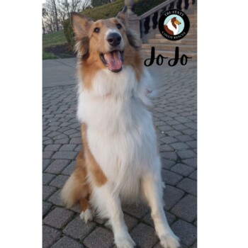 JoJo (1)