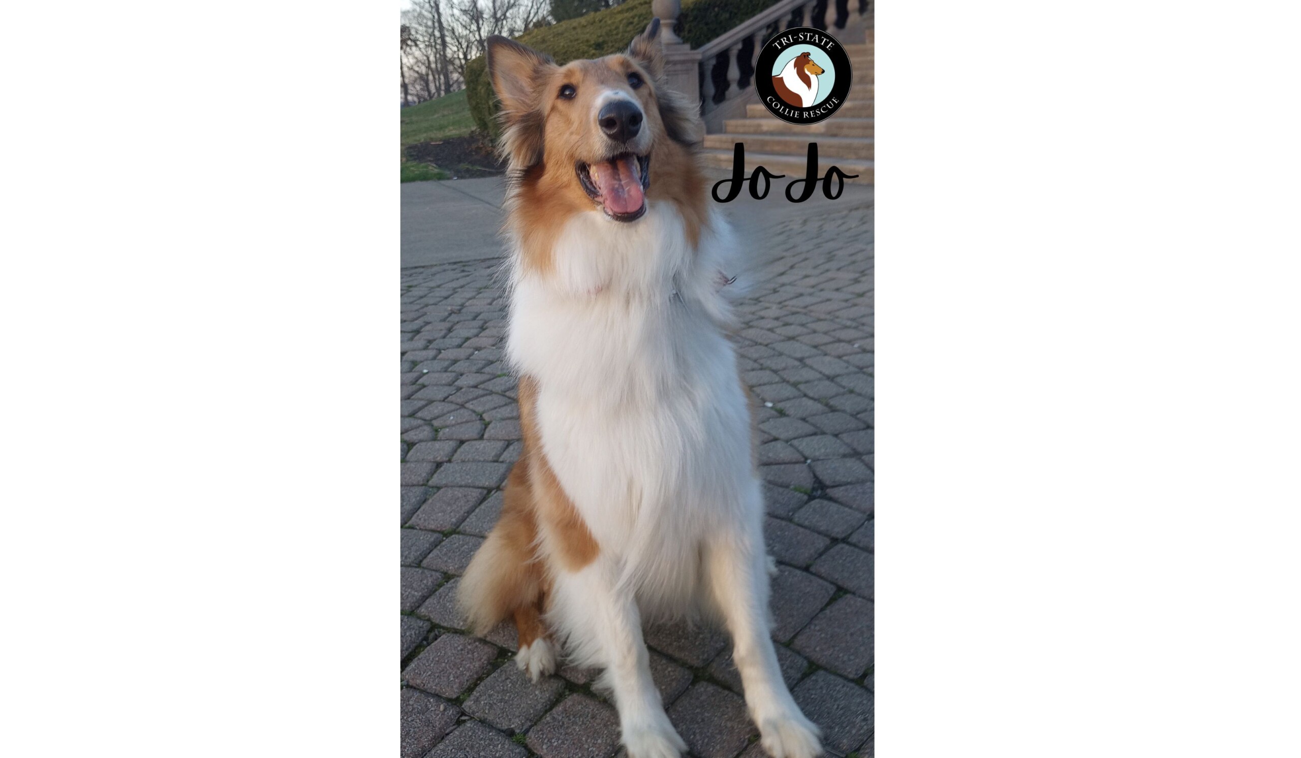 JoJo (1)