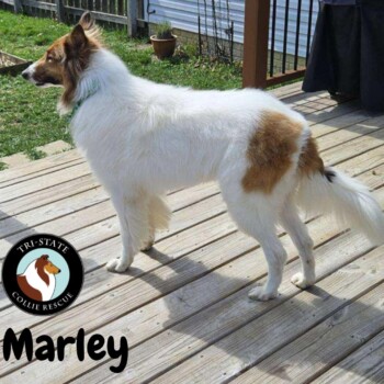 Marley (2)
