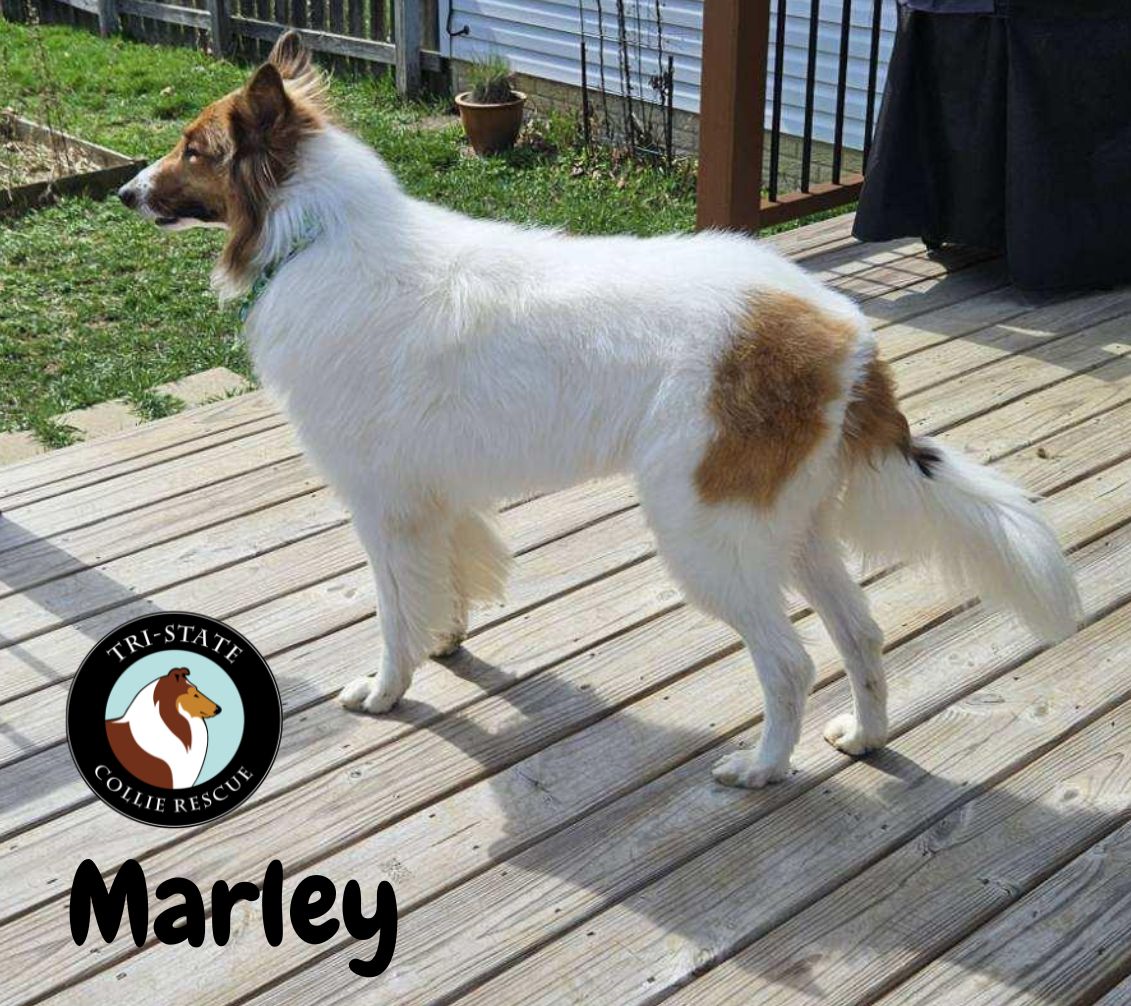 Marley (2)