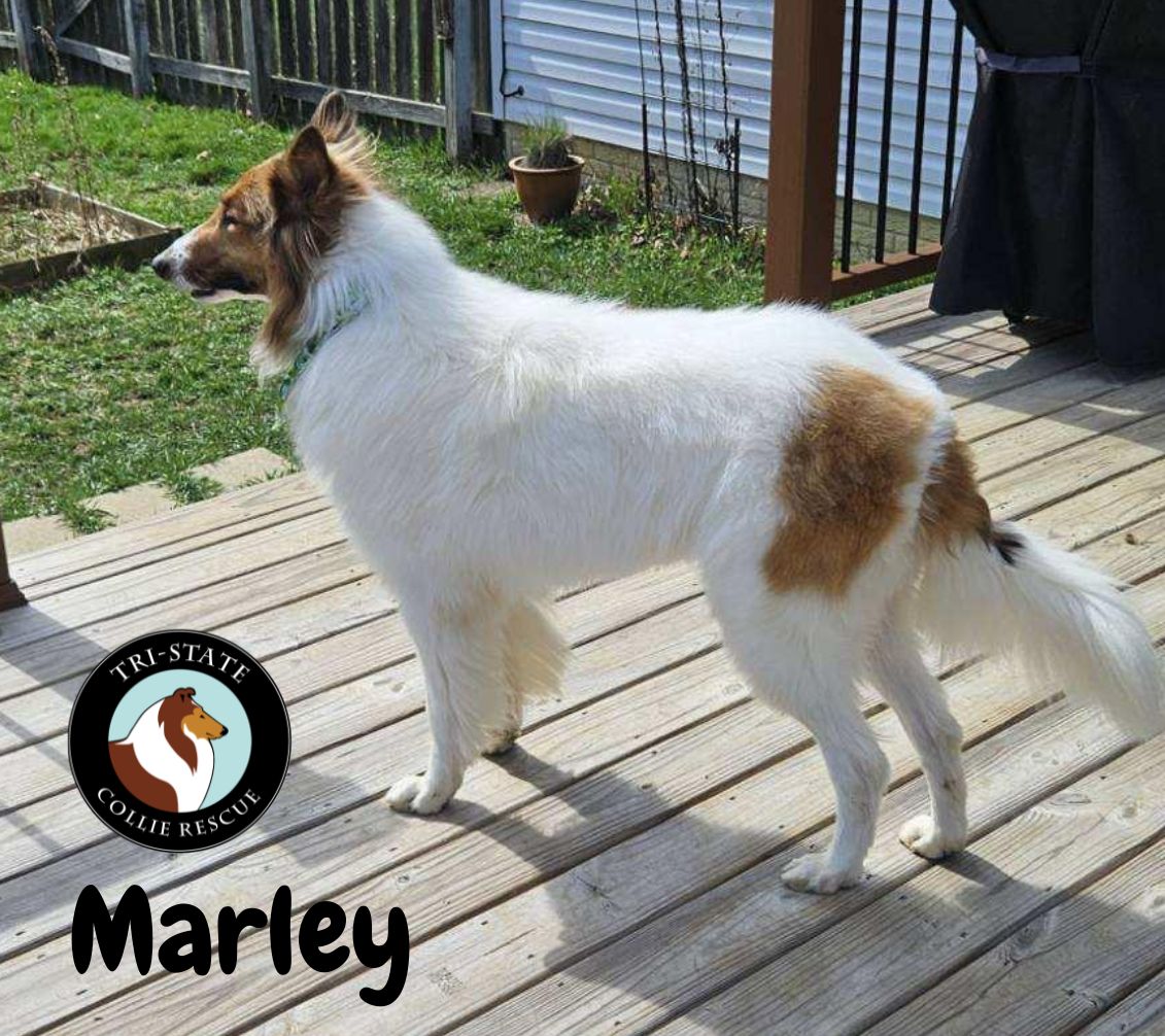 Marley (1)
