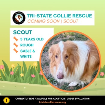 Scout