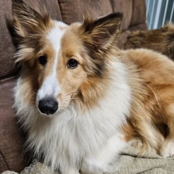 Ziggy