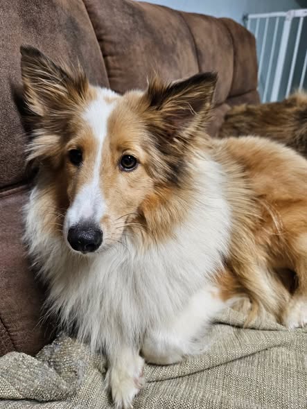 Ziggy