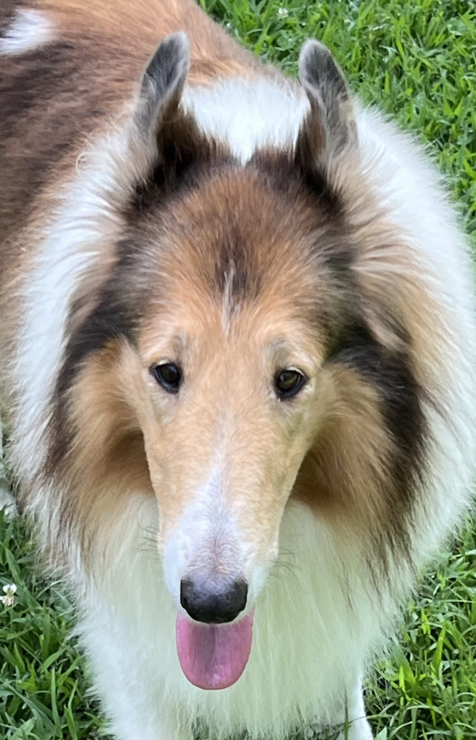 Willow2