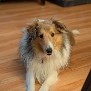 Ziggy1