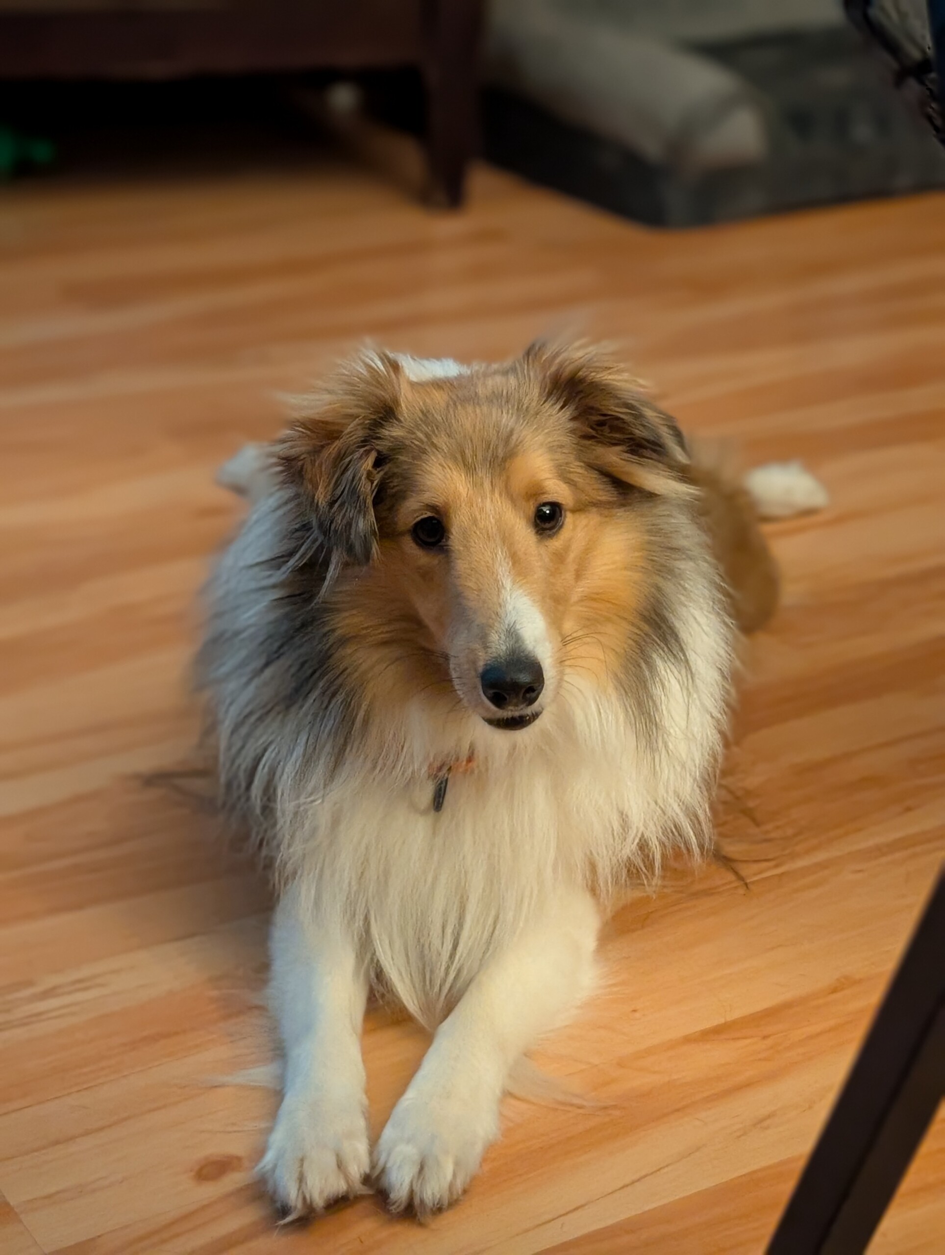 Ziggy1