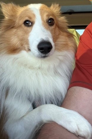 Dixie1