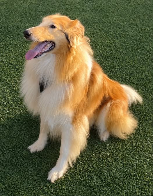 Odin