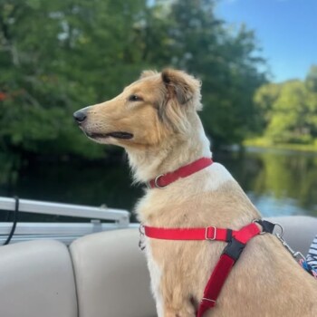 Odin