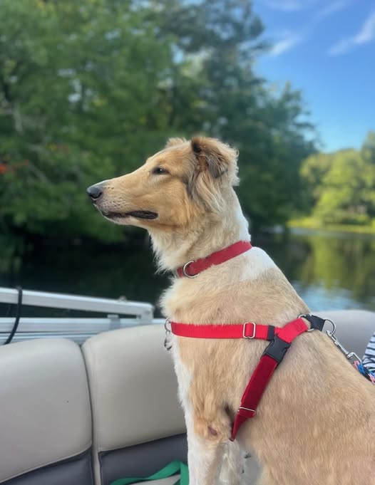 Odin
