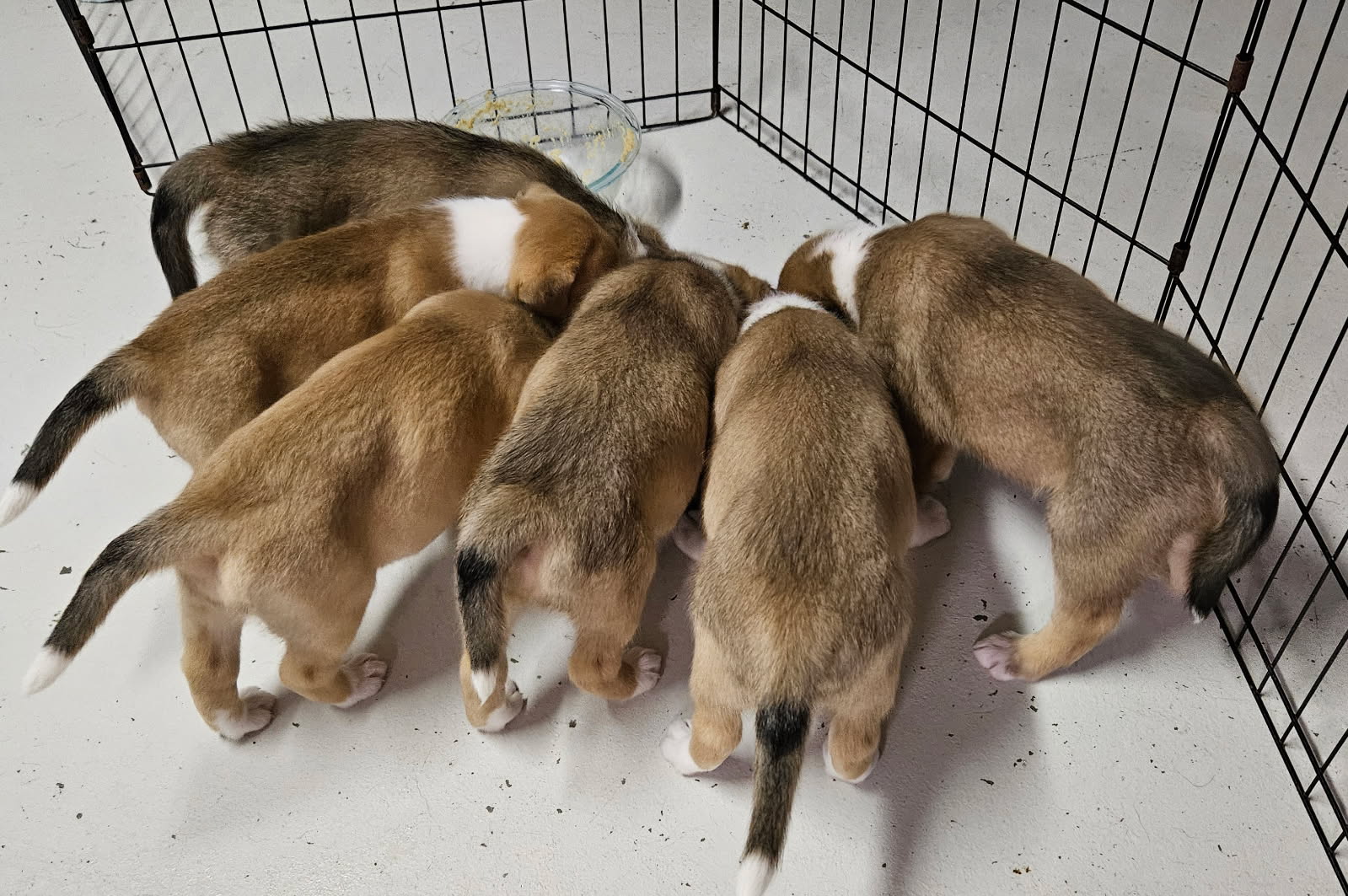 Pups2