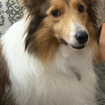 Scotty