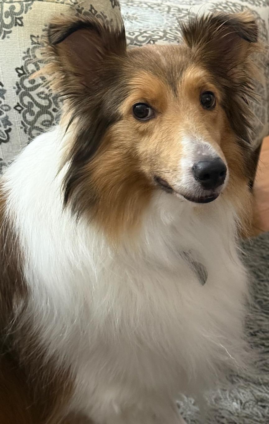 Scotty