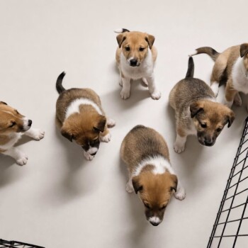 Sophia Rose pups