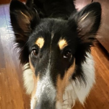 Ziva