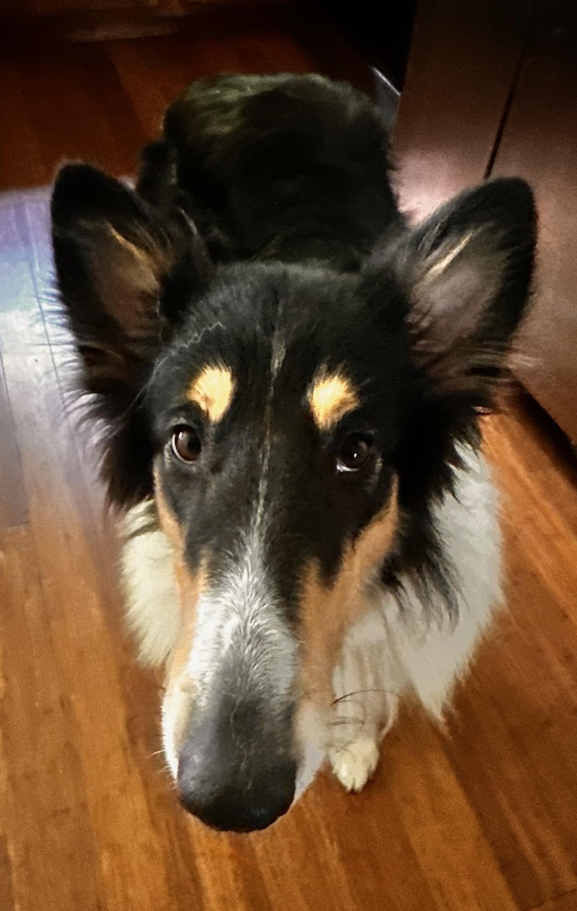 Ziva